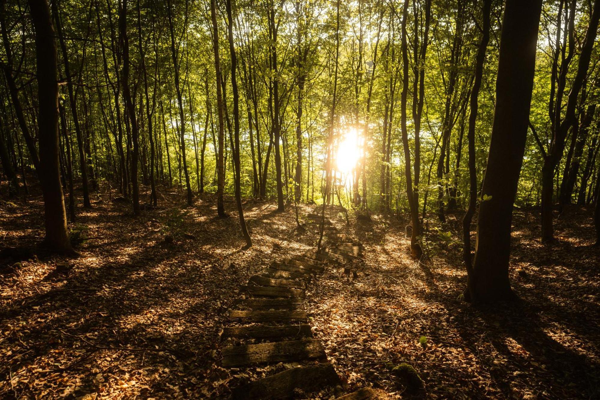 Domek Dla Pary Kaszuby Linia Brzegowa Jezioro Prywatny Las Roztoka  Exteriör bild